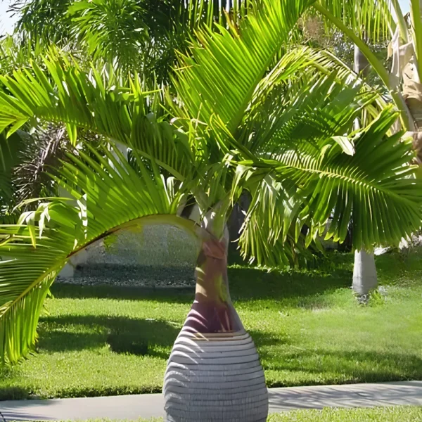 Buy Champagne Palm Plant - Nursery Nisarga