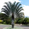 Buy Dypsis Decaryi (Triangle Palm) - Nursery Nisarga