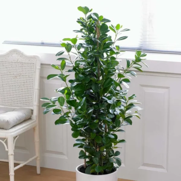 Buy Ficus Moclame, Ficus Microcarpa Plant from Nursery Nisarga