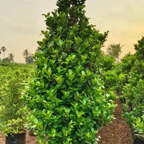 Buy Ficus Moclame, Ficus Microcarpa Plant from Nursery Nisarga