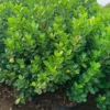Buy Ficus Moclame, Ficus Microcarpa Plant from Nursery Nisarga