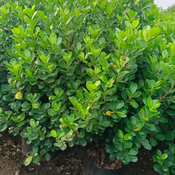 Buy Ficus Moclame, Ficus Microcarpa Plant from Nursery Nisarga
