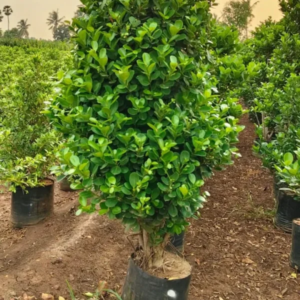 Buy Ficus Moclame, Ficus Microcarpa Plant from Nursery Nisarga