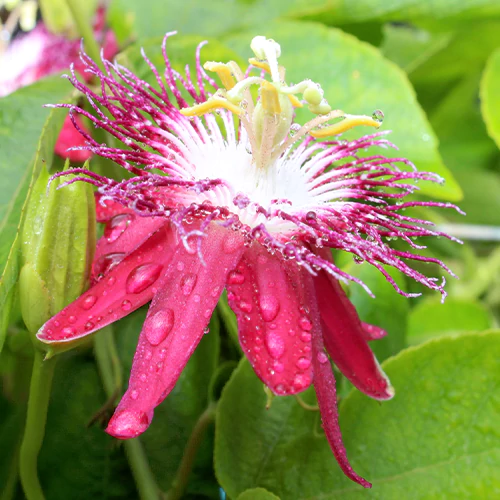 Buy Passion Flower, Krishna Kamal (Pink)