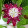 Buy Passion Flower, Krishna Kamal (Pink)