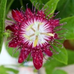 Buy Passion Flower, Krishna Kamal (Pink)