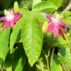 Buy Passion Flower, Krishna Kamal (Pink)