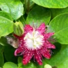 Buy Passion Flower, Krishna Kamal (Pink)