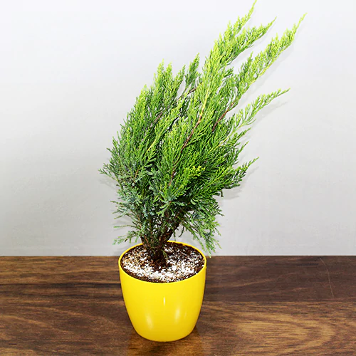 Buy Green London Pine - Nursery Nisarga
