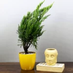 Buy Green London Pine - Nursery Nisarga