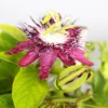 Buy Passion Flower, Krishna Kamal (Pink)