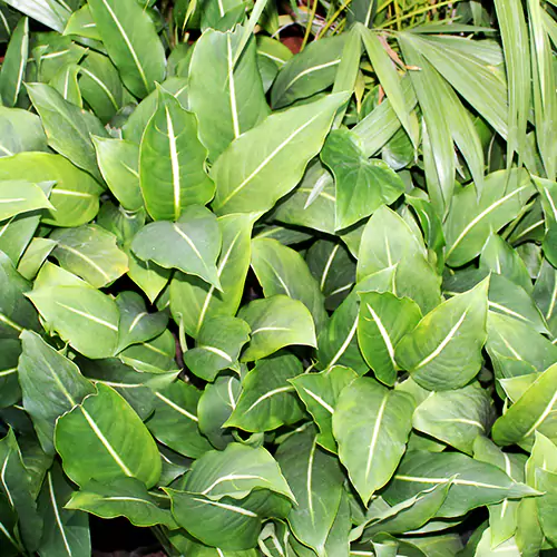 Buy Dieffenbachia Green Magic Plant - Nursery Nisarga