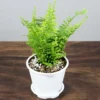 Buy Leather Leaf Fern - Nursery Nisarga