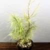 Buy Variegated Casuarina Plant - Nursery Nisarga