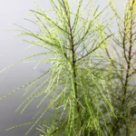 Buy Variegated Casuarina Plant - Nursery Nisarga