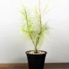 Buy Variegated Casuarina Plant - Nursery Nisarga