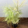 Buy Variegated Casuarina Plant - Nursery Nisarga