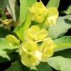 Buy Euphorbia Milli (Succulent Plant) - Nursery Nisarga