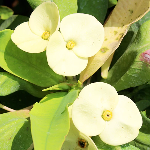 Buy Euphorbia Milli (Succulent Plant) - Nursery Nisarga