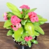 Buy Euphorbia Milli (Succulent Plant) - Nursery Nisarga