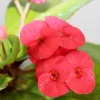 Buy Euphorbia Milli (Succulent Plant) - Nursery Nisarga