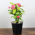 Buy Euphorbia Milli (Succulent Plant) - Nursery Nisarga