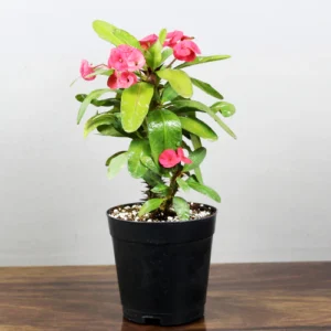 Buy Euphorbia Milli (Succulent Plant) - Nursery Nisarga