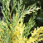 Buy London Pine Variegated - Nursery Nisarga