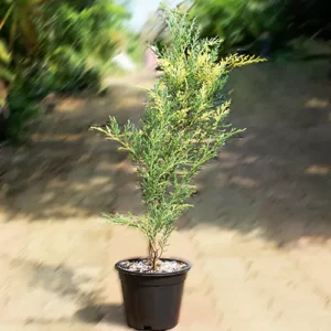 Buy London Pine Variegated - Nursery Nisarga