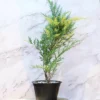 Buy London Pine Variegated - Nursery Nisarga