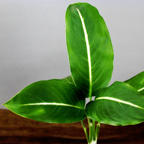 Buy Dieffenbachia Green Magic Plant - Nursery Nisarga