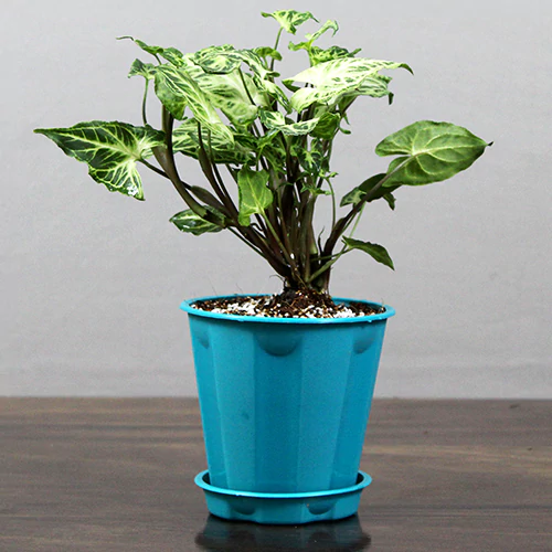 Buy Arrowhead Plant - Nursery Nisarga