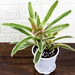 Buy Bromeliad Plant (White) - Nursery Nisarga