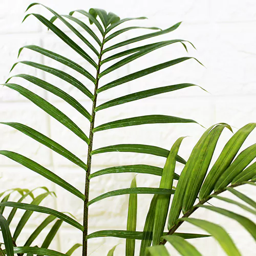 Buy Majesty Palm (Ravenea Rivularis) - Nursery Nisarga