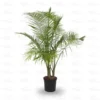 Buy Majesty Palm (Ravenea Rivularis) - Nursery Nisarga