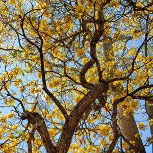 tabebuia-argentea