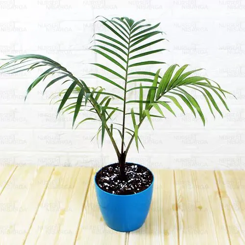 Buy Majesty Palm (Ravenea Rivularis) - Nursery Nisarga