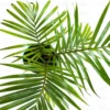 Buy Majesty Palm (Ravenea Rivularis) - Nursery Nisarga