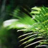 Buy Majesty Palm (Ravenea Rivularis) - Nursery Nisarga