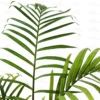 Buy Majesty Palm (Ravenea Rivularis) - Nursery Nisarga