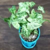 Buy Arrowhead Plant - Nursery Nisarga