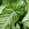 Buy Arrowhead Plant - Nursery Nisarga