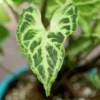 Buy Arrowhead Plant - Nursery Nisarga