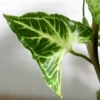 Buy Arrowhead Plant - Nursery Nisarga