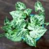 Buy Arrowhead Plant - Nursery Nisarga