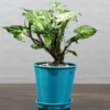 Buy Arrowhead Plant - Nursery Nisarga