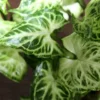 Buy Arrowhead Plant - Nursery Nisarga