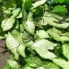 Buy Arrowhead Plant - Nursery Nisarga