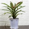 Buy Bromeliad Plant (White) - Nursery Nisarga