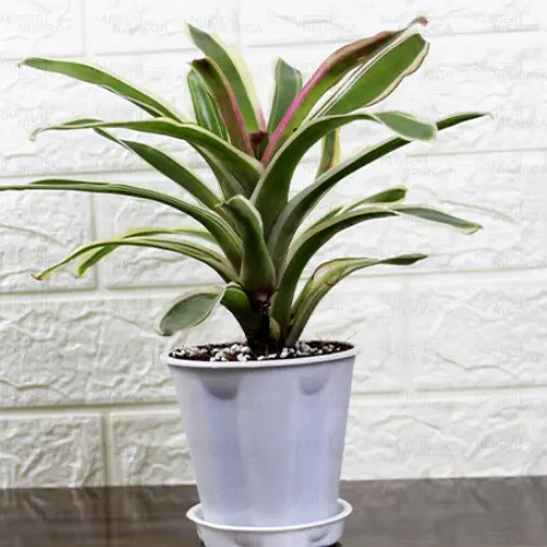 Buy Bromeliad Plant (White) - Nursery Nisarga